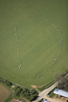 Pattern formed by sheep, Taddington, Stanway, Glocuestershire, 2007. Artist: Historic England Staff Photographer