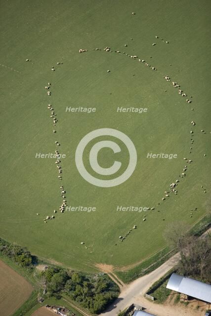 Pattern formed by sheep, Taddington, Stanway, Glocuestershire, 2007. Artist: Historic England Staff Photographer.