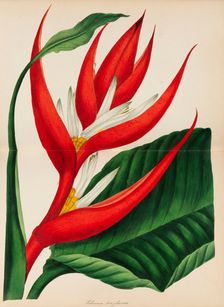 Paxton's Magazine of Botany, 1841. Creator: Paxton, Sir Joseph (1803-1865)