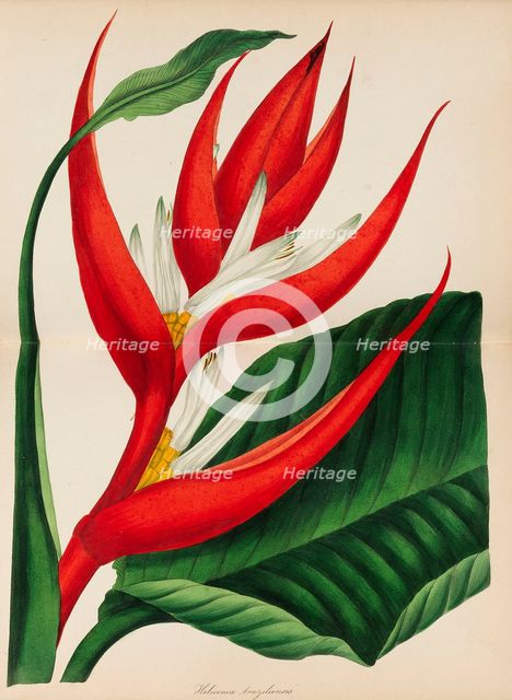 Paxton's Magazine of Botany, 1841. Creator: Paxton, Sir Joseph (1803-1865).