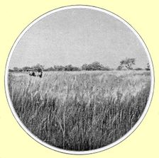 'Paysage d'hivernage, type de savane; hautes herbes et bouquets de bois; L'Ouest Africain 1914. Creator: Thomas