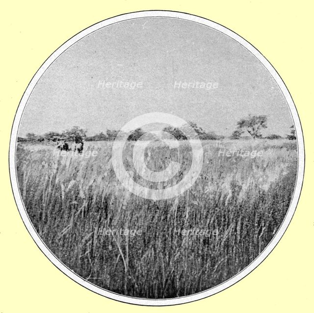 ''Paysage d'hivernage, type de savane; hautes herbes et bouquets de bois; L'Ouest Africain', 1914. Creator: Thomas.