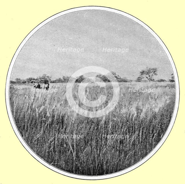 ''Paysage d'hivernage, type de savane; hautes herbes et bouquets de bois; L'Ouest Africain', 1914. Creator: Thomas.