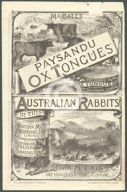 Paysandu ox tongue, 1890s. Artist: Unknown