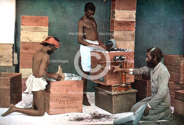 Packing and weighing tea for export on a Ceylon (Sri Lanka) estate, 1905. Artist: Unknown