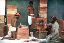 Packing and weighing tea for export on a Ceylon (Sri Lanka) estate, 1905