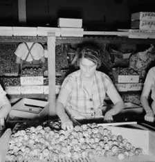 Packing fresh prunes at night in packinghouse during busy season, Yakima, Washington, 1939. Creator: Dorothea Lange