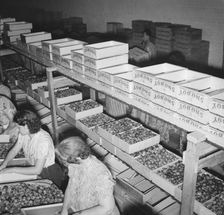 Packing fresh prunes at night on Produce Row during busy season, Yakima, Washington, 1939. Creator: Dorothea Lange