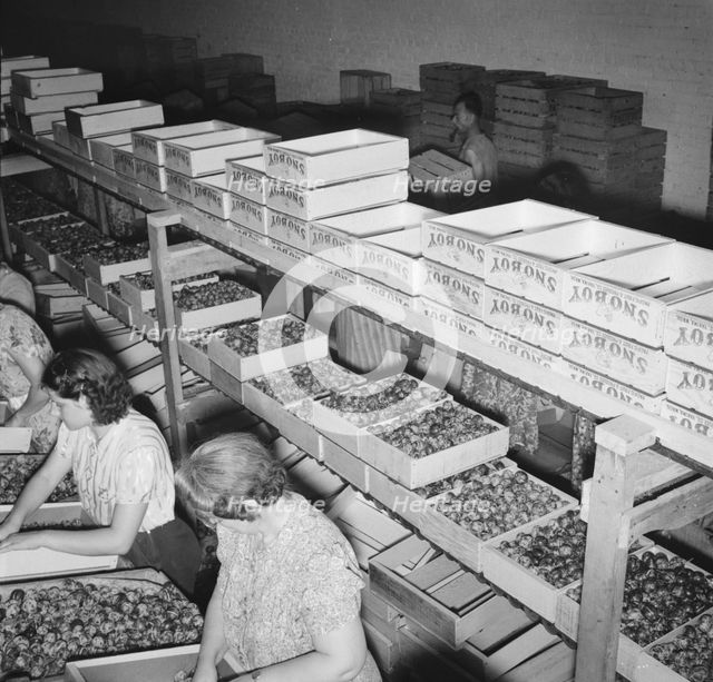 Packing fresh prunes at night on Produce Row during busy season, Yakima, Washington, 1939. Creator: Dorothea Lange.