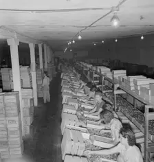 Packing fresh prunes at night on Produce Row during busy season, Yakima, Washington, 1939. Creator: Dorothea Lange