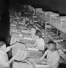 Packing fresh prunes at night on Produce Row during busy season, Yakima, Washington, 1939. Creator: Dorothea Lange