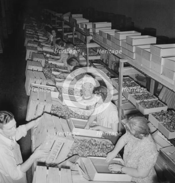 Packing fresh prunes at night on Produce Row during busy season, Yakima, Washington, 1939. Creator: Dorothea Lange.
