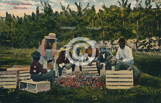 'Packing Onions, Bermuda', early 20th century. Creator: Unknown.
