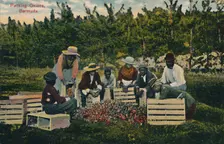 Packing Onions, Bermuda early 20th century. Creator: Unknown