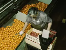 Packing oranges at a co-op orange packing plant, Redlands, Calif. , 1943. Creator: Jack Delano