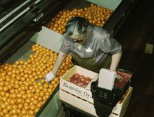 Packing oranges at a co-op orange packing plant, Redlands, Calif. , 1943. Creator: Jack Delano