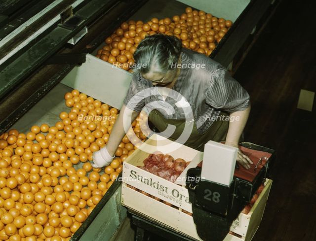 Packing oranges at a co-op orange packing plant, Redlands, Calif. , 1943. Creator: Jack Delano.