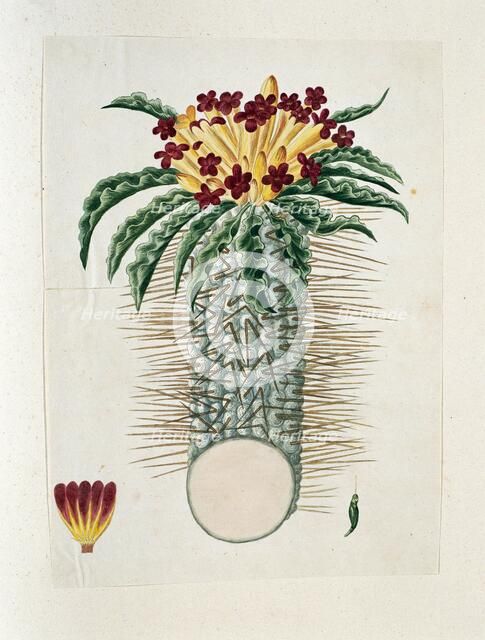 Pachypodium Namaquanum (Wylie ex. Harv.) Well (halfmens), 1778-1786. Creator: Robert Jacob Gordon.