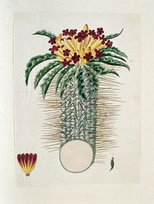 Pachypodium Namaquanum (Wylie ex. Harv.) Well (halfmens), 1778-1786. Creator: Robert Jacob Gordon