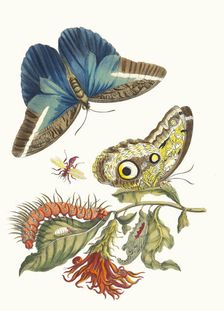 Pachystachys coccinea. From the Book Metamorphosis insectorum Surinamensium, 1705. Creator: Merian, Maria Sibylla (1647-1717)