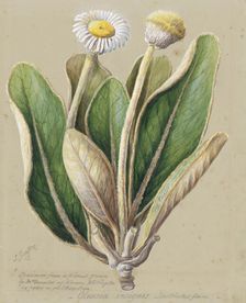 Pachystegia insignis, c.1885. Creator: Sarah Featon
