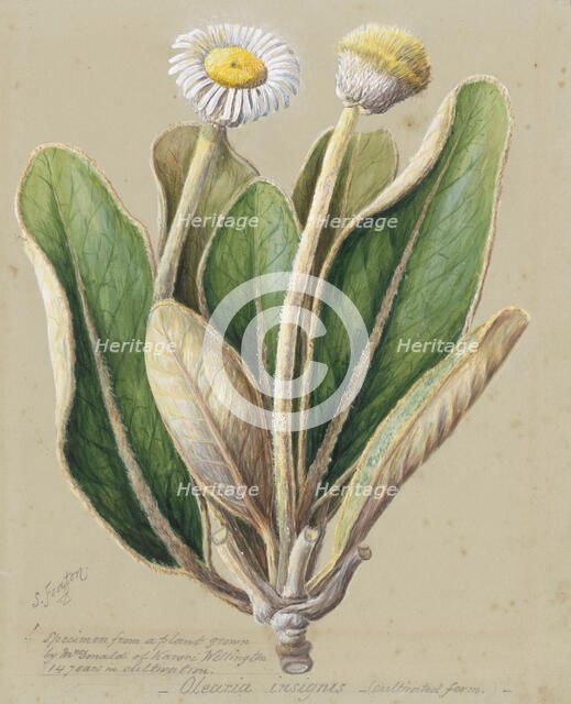 Pachystegia insignis, c.1885. Creator: Sarah Featon.