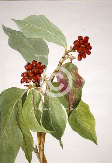 Pacific Dogwood (Cornus nuttallii), 1933. Creator: Mary Vaux Walcott.