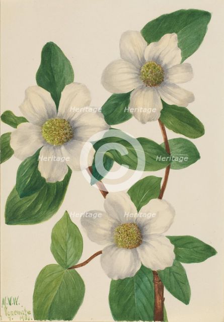 Pacific Dogwood (Cornus nuttallii), 1933. Creator: Mary Vaux Walcott.