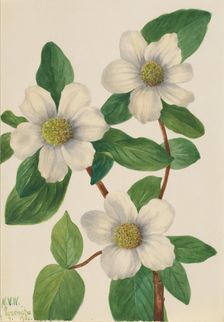 Pacific Dogwood (Cornus nuttallii), 1933. Creator: Mary Vaux Walcott