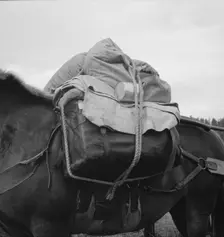 Pack animal coming down from summer sheep camp, Adams County, Idaho, 1939. Creator: Dorothea Lange