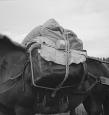 Pack animal coming down from summer sheep camp, Adams County, Idaho, 1939. Creator: Dorothea Lange