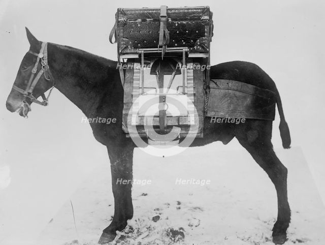 Pack horse used by U.S. Army Signal Corps, carrying chest of instruments for local outfit..., 1916. Creator: Bain News Service.