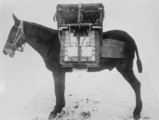 Pack horse used by U.S. Army Signal Corps, carrying chest of instruments for local outfit..., 1916. Creator: Bain News Service