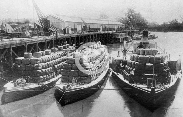 Paddle steamers and barges carrying wool bales - unknown location. Creator: Unknown.