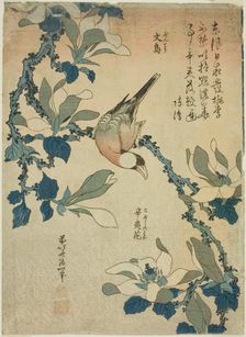 Paddy Bird and Magnolia Flowers (Buncho, kobushi no hana), from an untitled series..., c. 1834. Creator: Hokusai