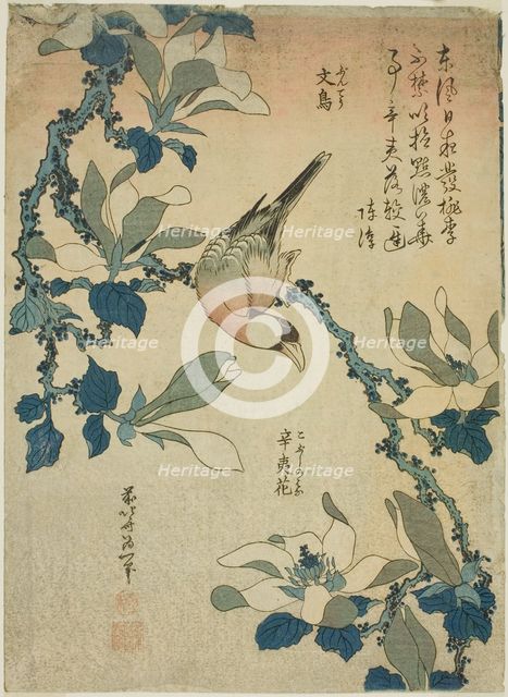 Paddy Bird and Magnolia Flowers (Buncho, kobushi no hana), from an untitled series..., c. 1834. Creator: Hokusai.