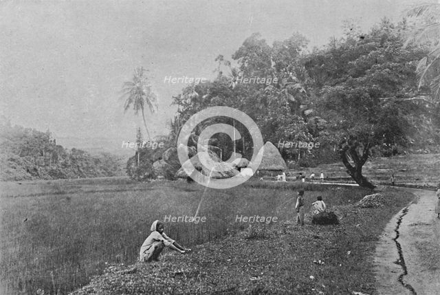 'Paddy Field near Gampola', c1890, (1910). Artist: Alfred William Amandus Plate.
