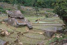 Paddy fields in Sri Lanka. Artist: CM Dixon