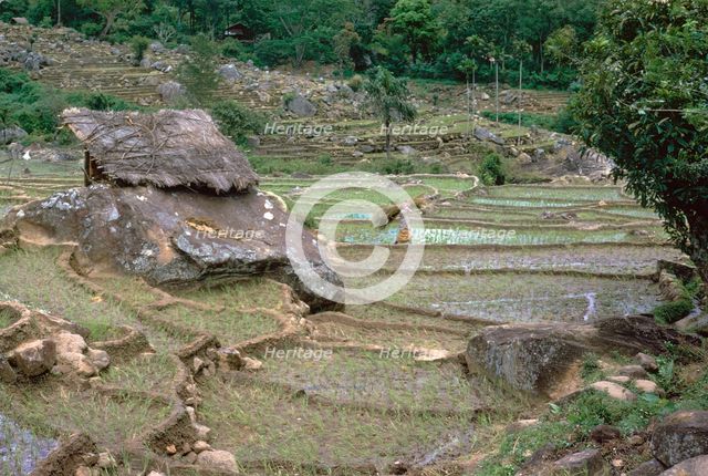 Paddy fields in Sri Lanka. Artist: CM Dixon Artist: Unknown