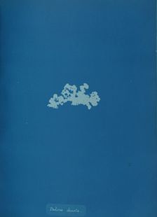 Padina deusta, ca. 1853. Creator: Anna Atkins