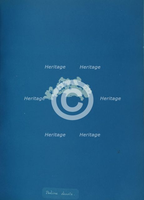 Padina deusta, ca. 1853. Creator: Anna Atkins.