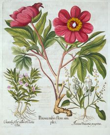 Paeony, Hedge Hyssop and Sheep's Sorrel, from Hortus Eystettensis by Basil Besler (1561-1629), pu