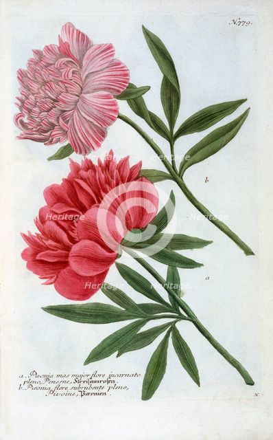 Paeonia, 1737 (hand coloured engraving). Creator: "Georg Dionysius Ehret (1710 - 70); Ehret, Georg Dionysius (1710-1770)".