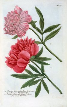 Paeonia, 1737 (hand coloured engraving). Creator: "Georg Dionysius Ehret (1710 - 70); Ehret, Georg Dionysius (1710-1770)"