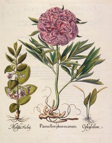 Paeonia flore pleno, 1613. Creator: Besler, Basilius (1561-1629)