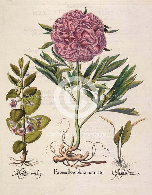 Paeonia flore pleno, 1613. Creator: Besler, Basilius (1561-1629).