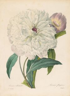 Paeonia flagrans (Peony) , 1827. Creator: Redouté, Pierre-Joseph (1759-1840)