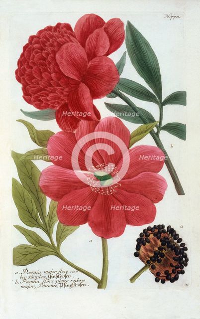 Paeonia, (hand coloured engraving). Creator: "Georg Dionysius Ehret (1710 - 70); Ehret, Georg Dionysius (1710-1770)".