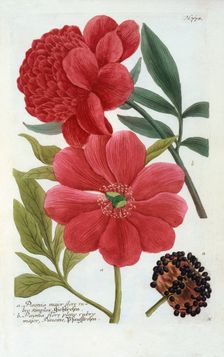 Paeonia, (hand coloured engraving). Creator: "Georg Dionysius Ehret (1710 - 70); Ehret, Georg Dionysius (1710-1770)"