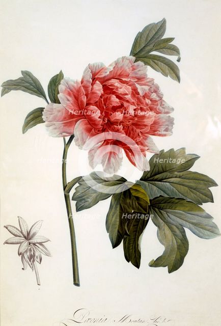 Paeonia Moutan, 1799.